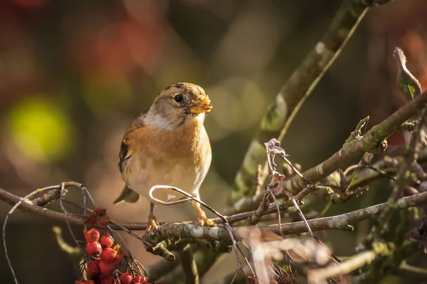 Brambling kuş , Fringilla montifringilla, kış tüyleri yem — Stok fotoğraf