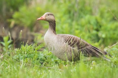 Gri-lag kaz terbiyecisi