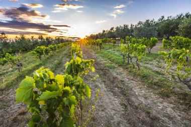 Tarım arazileri Istria, Hırvatistan'ın pastoral mahzeninde gün batımında.