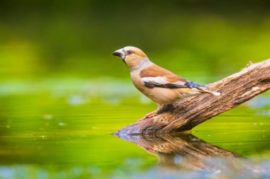 Güzel bir dişi ıslak hawfinch closeup; Coccothraustes coccothraustes içme, yıkama, preening ve suda temizlik. Seçici odak lama ve düşük görünüm poit, doğal güneş ışığı