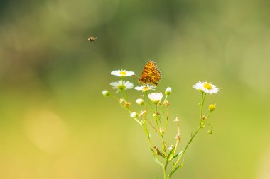 Parlak güneş ışığı altında canlı bir çayırda beslenen sürmeli kelebek.