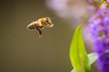 Batı bal arısı ya da Avrupa bal arısı Apis mellifera Mor Buddleja çiçeklerinin nektarını besler. 