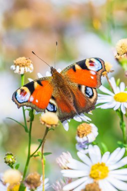 Aglais io, Tavus kuşu kelebeği tozlaşma ve bir çayırda beyaz çiçeklerle beslenme.