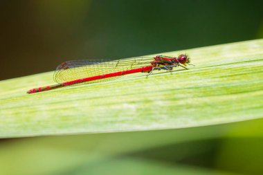 Güneşte dinlenen büyük kırmızı bir kızböceği Pyrhosoma nymphula 'nın detaylı görüntüsü.