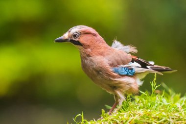 Avrasya kuşunun (Garrulus glandarius) çimenlere tünemiş hali. Arkaplanda yaz renkleri.