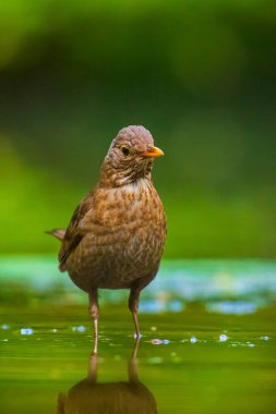 Karatavuk dişi, Turdus merula yıkama, preening, içme ve suda temizlik. Seçici odaklanma ve düşük bakış açısı