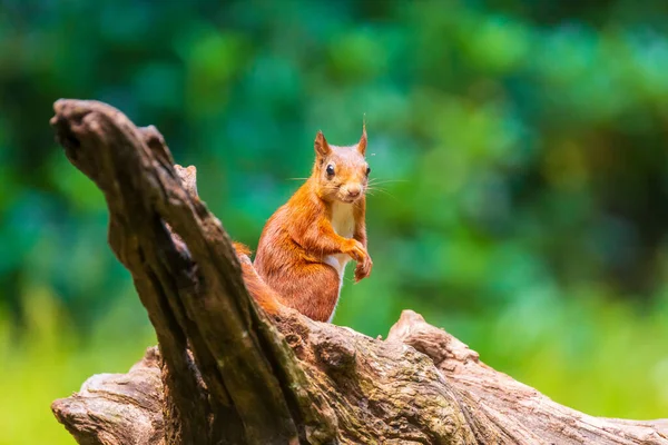 Closeup Esquilo Vermelho Eurasiano Sciurus Vulgaris Procurando Comida Comendo Nozes — Fotografia de Stock