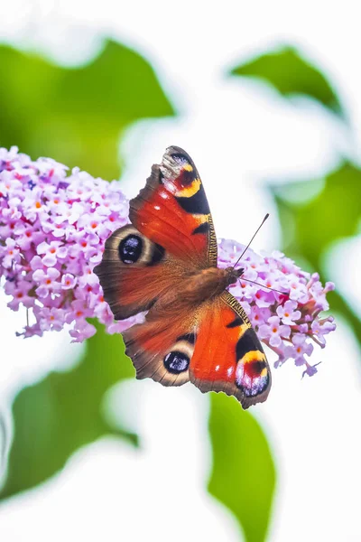 Aglais Borboleta Pavão Alimentando Néctar Uma Borboleta Arbusto Roxo Jardim — Fotografia de Stock