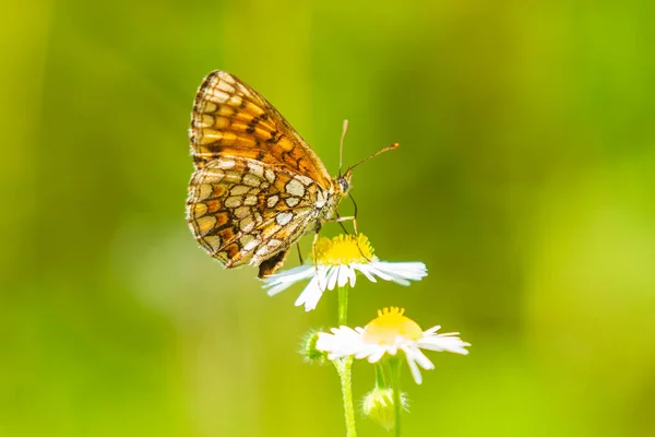 Provenzalischer Fritillenfalter Ernährt Sich Einer Lebendigen Wiese Unter Hellem Sonnenlicht — Stockfoto