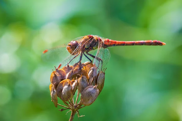 Sympetrum Striolatum Common Darter Vingar Sprids Han Torkar Sina Vingar — Stockfoto