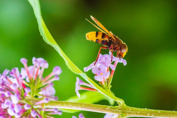 Volucella Zonaria Avispón Imita Mosca Voladora Alimentando Néctar Con Flores — Foto de Stock