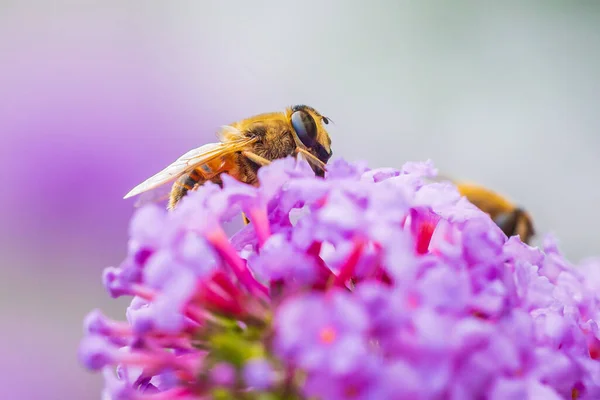 Volucella Zonaria Vespa Imita Mosca Alimentando Néctar Com Flores Roxas — Fotografia de Stock