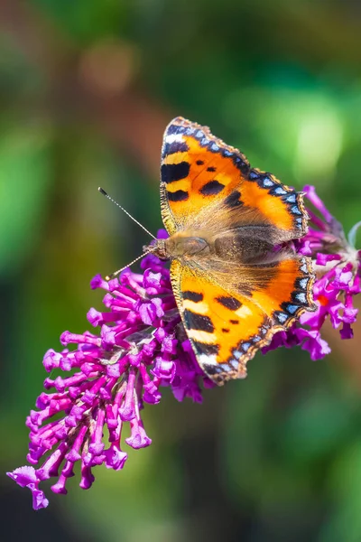 Petite Écaille Tortue Aglais Urticae Ailes Papillon Ouvert Détail Vue — Photo