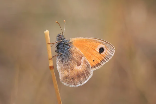Gros Plan Petit Papillon Bruyère Coenonympha Pamphilus Reposant Lumière Soleil — Photo
