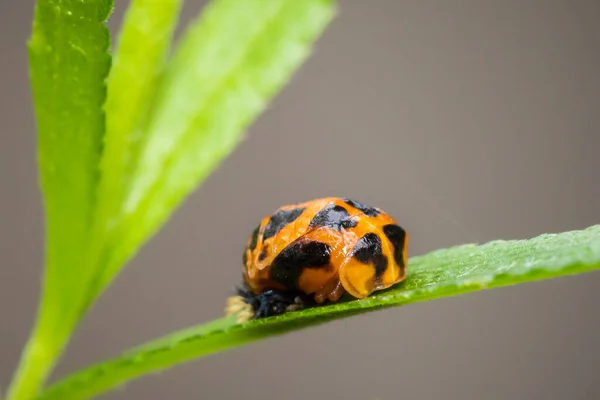 瓢虫幼虫或蛹虫幼虫 绿色植被特写上的瞳孔阶段 — 图库照片