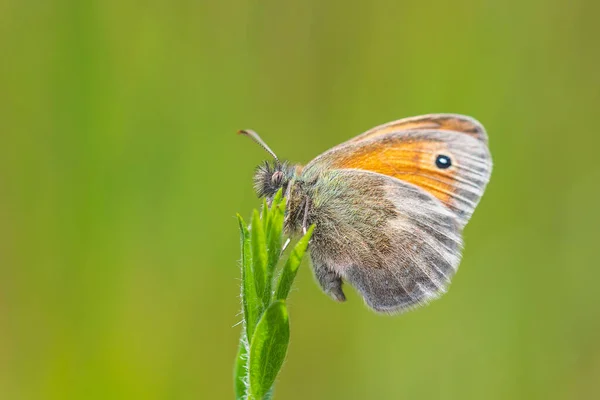 Gros Plan Petit Papillon Bruyère Coenonympha Pamphilus Reposant Soleil Dans — Photo