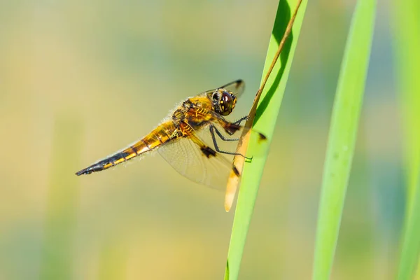 Close Caçador Quatro Manchas Libellula Quadrimaculata Quatro Manchas Skimmer Libélula — Fotografia de Stock