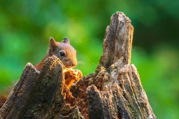 ユーラシアの赤いリス シウラスのハゲワシの閉鎖は 森の中でナッツを食べる 選択的焦点 自然光 野生動物 — ストック写真