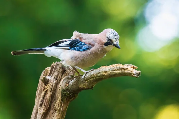 Közelkép Egy Eurázsiai Jay Madár Garrulus Glandarius Ült Egy Ágon — Stock Fotó