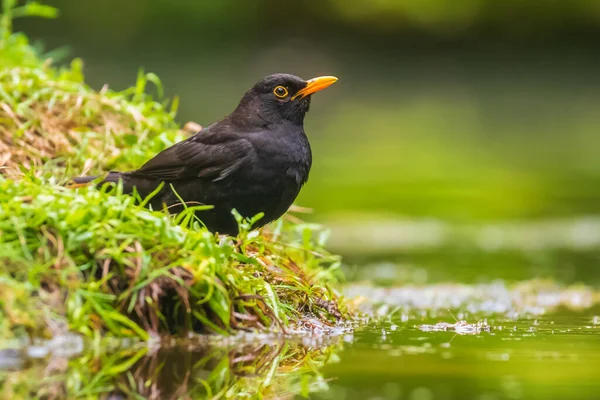 Closeup Macho Europeu Blackbird Turdus Merula Água Lavagem Limpeza Preening — Fotografia de Stock