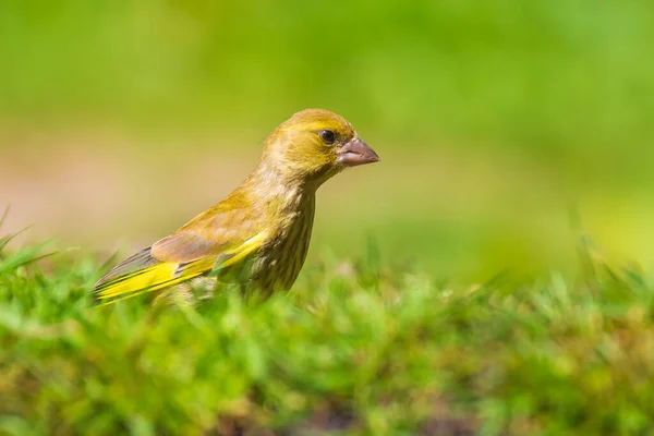 Colorful Greenfinch Bird Chloris Chloris Perched Ground Green Meadow — Stock Photo, Image