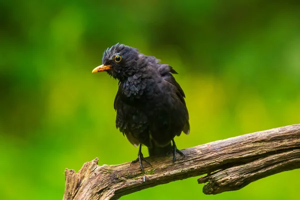 Amselmännchen Turdus Merula Hockt Einem Waldbaum Selektiver Fokus Natürliches Sonnenlicht — Stockfoto