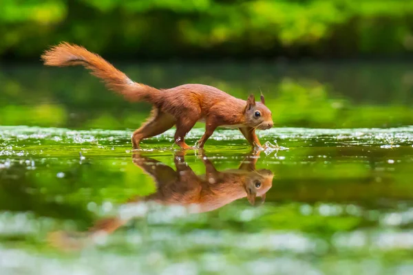 野生のユーラシアの赤いリス シウラスハゲワシの閉鎖は 森の中の小さな池で浅い水の中で餌を食べる 美しい太陽の光の色と反射 — ストック写真