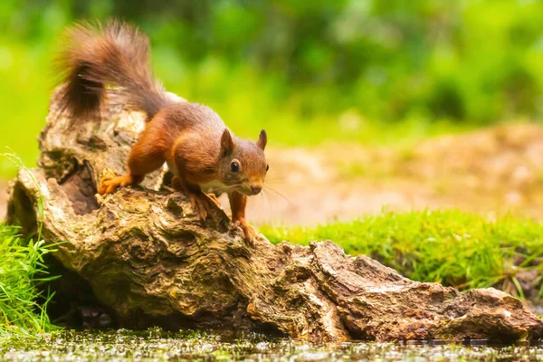 Closeup Esquilo Vermelho Eurasiano Sciurus Vulgaris Procurando Comida Comendo Nozes — Fotografia de Stock