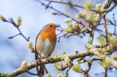 Avrupa bülbülü Erithacus rubecula İlkbaharda çiftleşme mevsiminde güneş ışığında şarkı söyler.