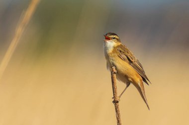 Sedge warbler Acrocephalus schoenobaenus bird gün doğumunda sazlıklarda ötüyor. Bahar mevsimi