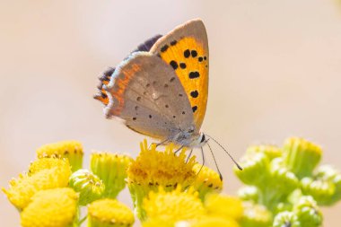 Closeup of a small or common Copper butterfly lycaena phlaeas feeding on yellow flowers clipart