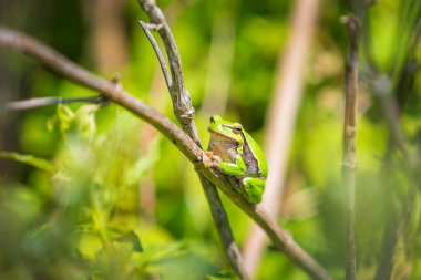 Küçük bir Avrupa ağaç kurbağası olan Hyla arborea 'nın yakın çekimi, Rana arborea, güneşte ısınan bir böğürtlen çalılığında dinleniyor..