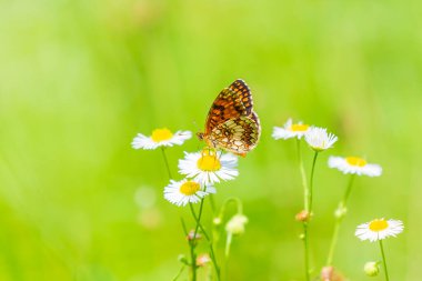 Melitaea deione, parlak güneş ışığı altında canlı bir çayırda beslenen provenkal sürtünme kelebeği.
