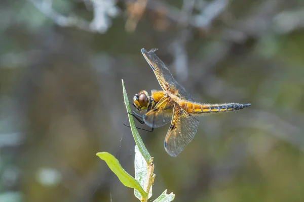Close Four Spotted Chaser Libellula Quadrimaculata Four Spotted Skimmer Dragonfly — Stock Photo, Image