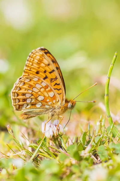 Niobe Fritillary Fabriciana Niobe Motýl Odpočívající Louce Pobřežní Duny Krajina — Stock fotografie