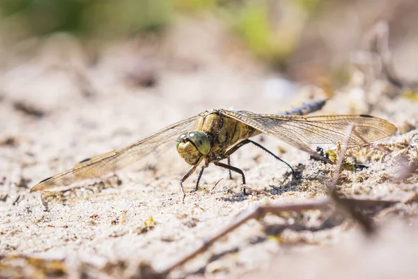 Orthetrum Cancellatum Uma Libélula Europa Ásia Uma Espécie Feminina Está — Fotografia de Stock