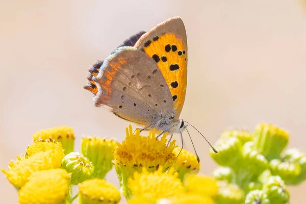 Closeup Small Common Copper Butterfly Lycaena Phlaeas Feeding Yellow Flowers — Stock Photo, Image