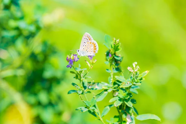 Frühen Morgen Gemeiner Blauer Schmetterling Polyommatus Icarus Bestäubt Auf Einer — Stockfoto