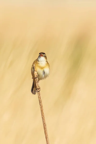 Eurazjatycki Warbler Acrocephalus Scirpaceus Śpiewa Trzcinach Podczas Wschodu Słońca Sezon — Zdjęcie stockowe