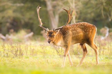 Fallow geyiği Dama Dama geyiği ormanda yürüyor. Doğa renkleri arka planda açıkça görülebilir, seçici odak kullanılır.