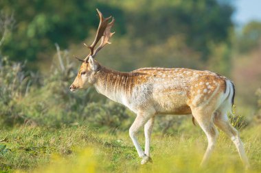 Fallow geyiği Dama Dama geyiği ormanda yürüyor. Doğa renkleri arka planda açıkça görülebilir, seçici odak kullanılır.