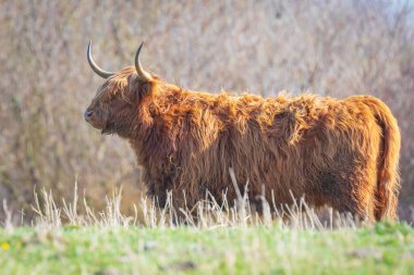 Kahverengi kırmızı Highland sığırları, İskoç sığır cinsi otlaklarda dinlenen uzun boynuzlu Bos Taurus.
