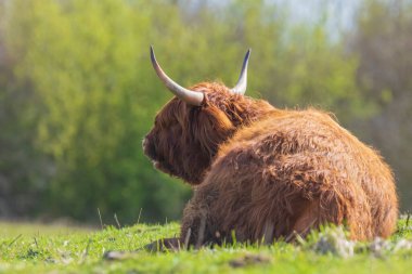 Kahverengi kırmızı Highland sığırları, İskoç sığır cinsi otlaklarda dinlenen uzun boynuzlu Bos Taurus.