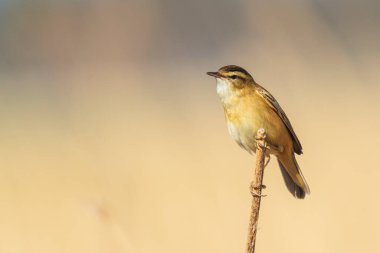 Avrasya sazlık bülbülü Acrocephalus scirpaceus kuş güneş doğarken sazlıklarda ötüyor. Bahar mevsimi