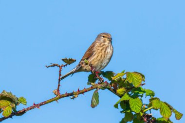 Linnet kuşu dişi Carduelis Cannabina 'nın yakın plan portresi, bahar mevsiminde bir eş arıyor ve sergiliyor. Açık mavi gökyüzü