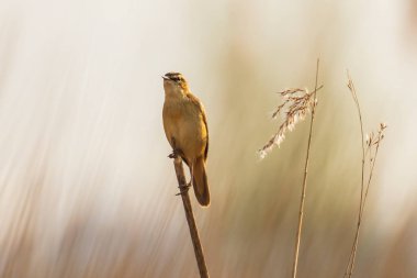 Sedge Warbler kuşuna yakın olan Acrocephalus schoenobaenus üreme mevsiminde bir dişiyi cezbetmek için şarkı söyler.