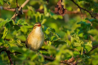 Sedge Warbler kuşuna yakın olan Acrocephalus schoenobaenus üreme mevsiminde dişileri cezbetmek için şarkı söyler. Yeşil çalılara tünemiş.