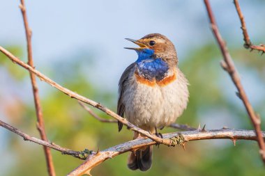 Mavi boğazlı bir kuş olan Luscinia svecica siyanecula, üreme mevsiminde dişiyi cezbetmek için bir ağaçta şarkı söylüyor.