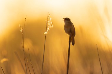 Sedge Warbler kuşuna yakın olan Acrocephalus schoenobaenus üreme mevsiminde bir dişiyi cezbetmek için şarkı söyler.