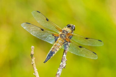 Close-up of a four-spotted chaser, Libellula quadrimaculata, or four-spotted skimmer dragonfly resting in sunlight on green reeds. clipart